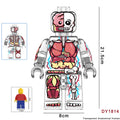 DY1814 – Transparent Anatomical Human (21.5CM) | Custom Giant Figure