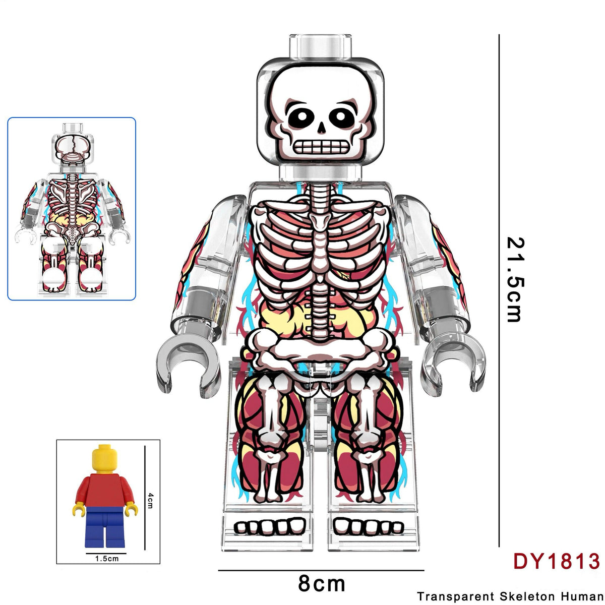 DY1813 – Transparent Skeleton Human (21.5CM) | Custom Giant Figure